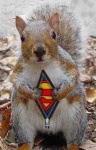 Super Squirrell